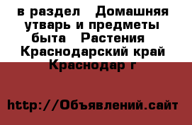  в раздел : Домашняя утварь и предметы быта » Растения . Краснодарский край,Краснодар г.